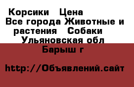 Корсики › Цена ­ 15 000 - Все города Животные и растения » Собаки   . Ульяновская обл.,Барыш г.